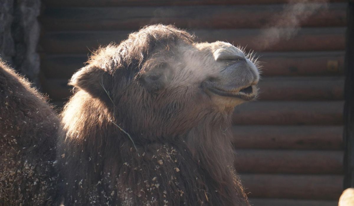 Верблюда Фатимы лишился Ленинградский зоопарк