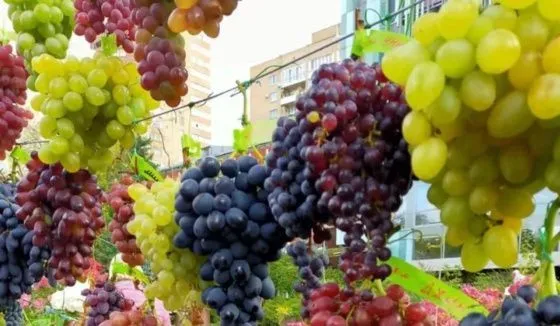 Роспотребнадзор раскрыл мифы и факты о винограде