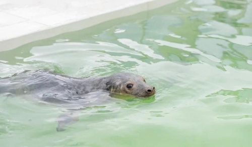 Полуслепого тюленя выпустили в Финский залив