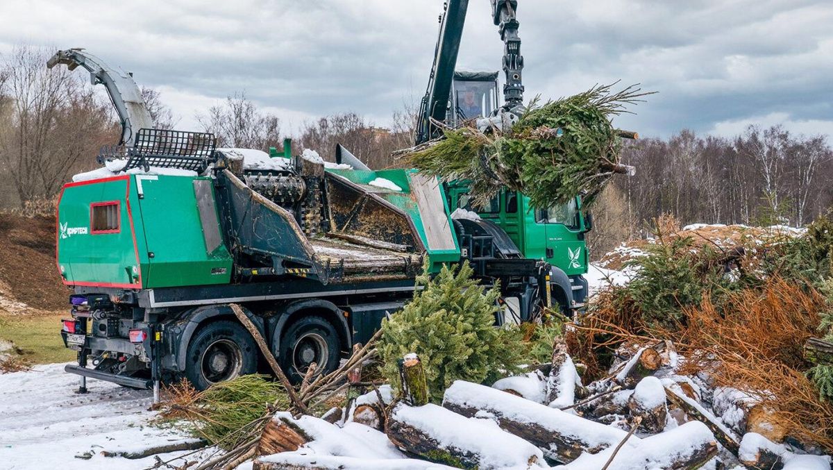 Более 20 тысяч ёлок утилизировали в рамках акции "Елочный круговорот"