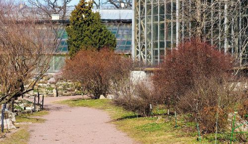 "Мы видели ту женщину": в Ботаническом саду Петербурга прокомментировали пропажу редкого растения