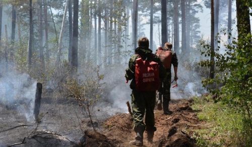 В Ленинградской области объявили пожароопасный сезон 