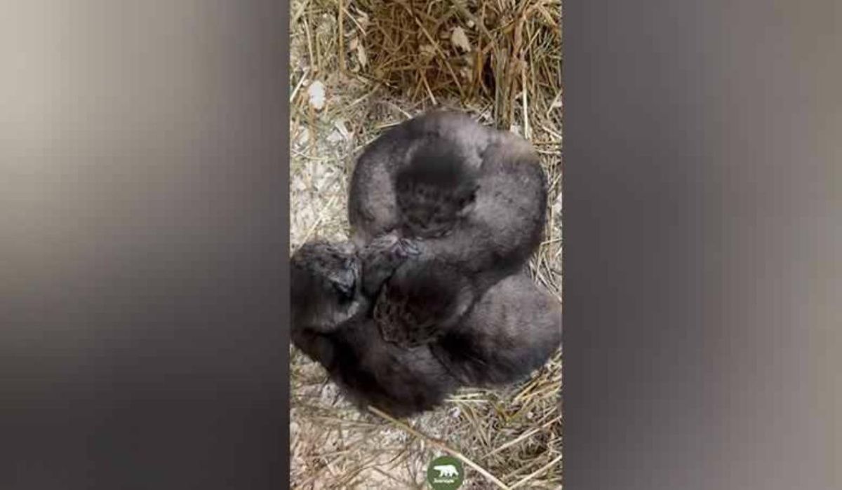 У манулов Шу и Пепе в Ленинградском зоопарке появилось потомство