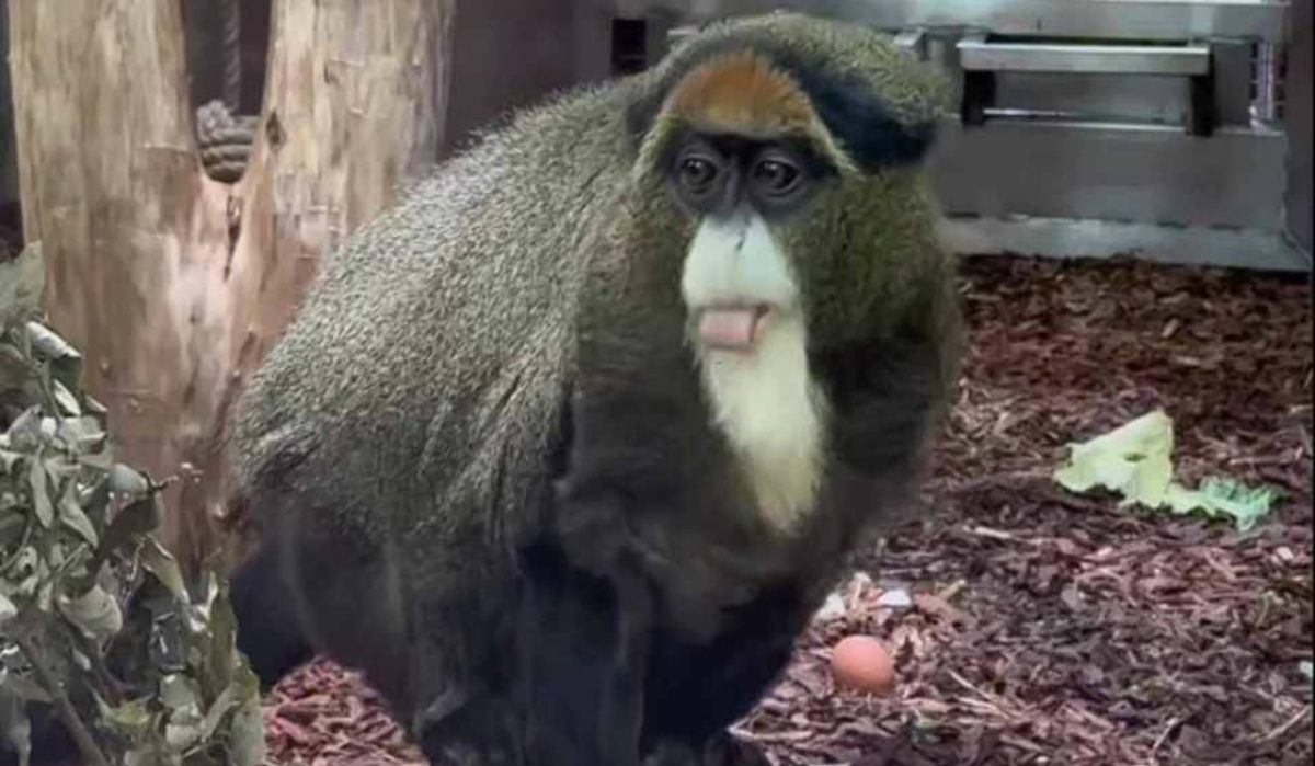 Чуча из Ленинградского зоопарка нашла нового друга после утраты партнера