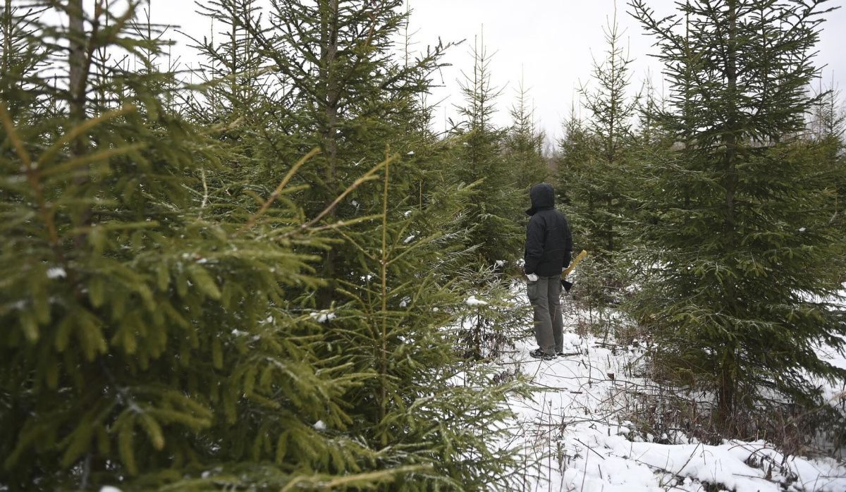 Елочные базары открылись в Санкт-Петербурге под эгидой официальных властей