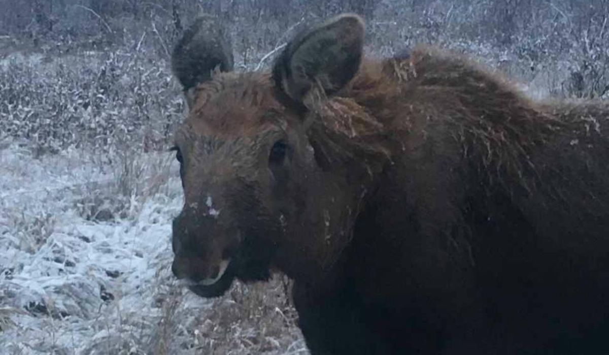 В Челябинской области ведут работы по спасению лосенка без ноги