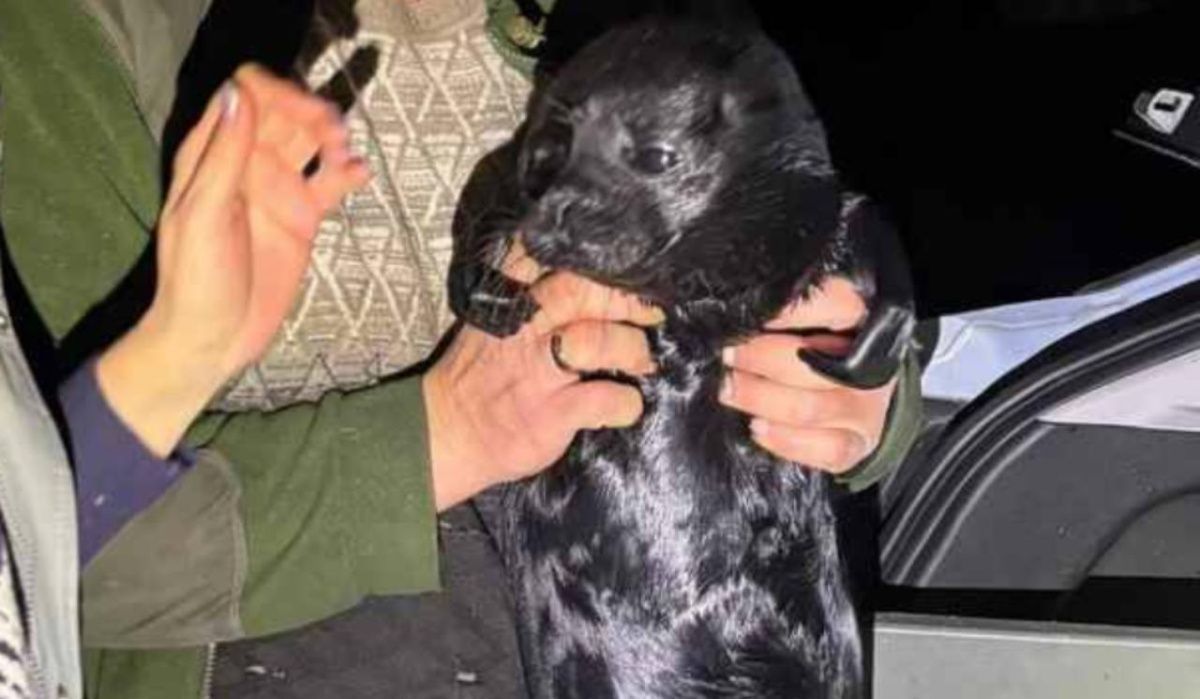 В Ленобласти спасли молодую нерпу, попавшую на крючок