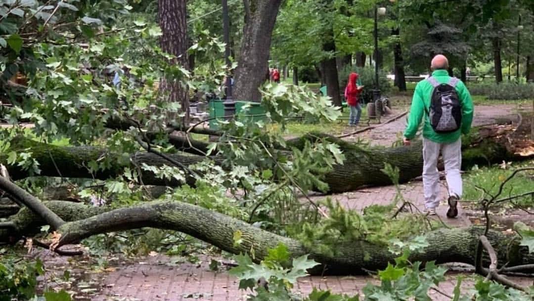 Ураган в Петербурге повредил до 500 деревьев и исторических объектов
