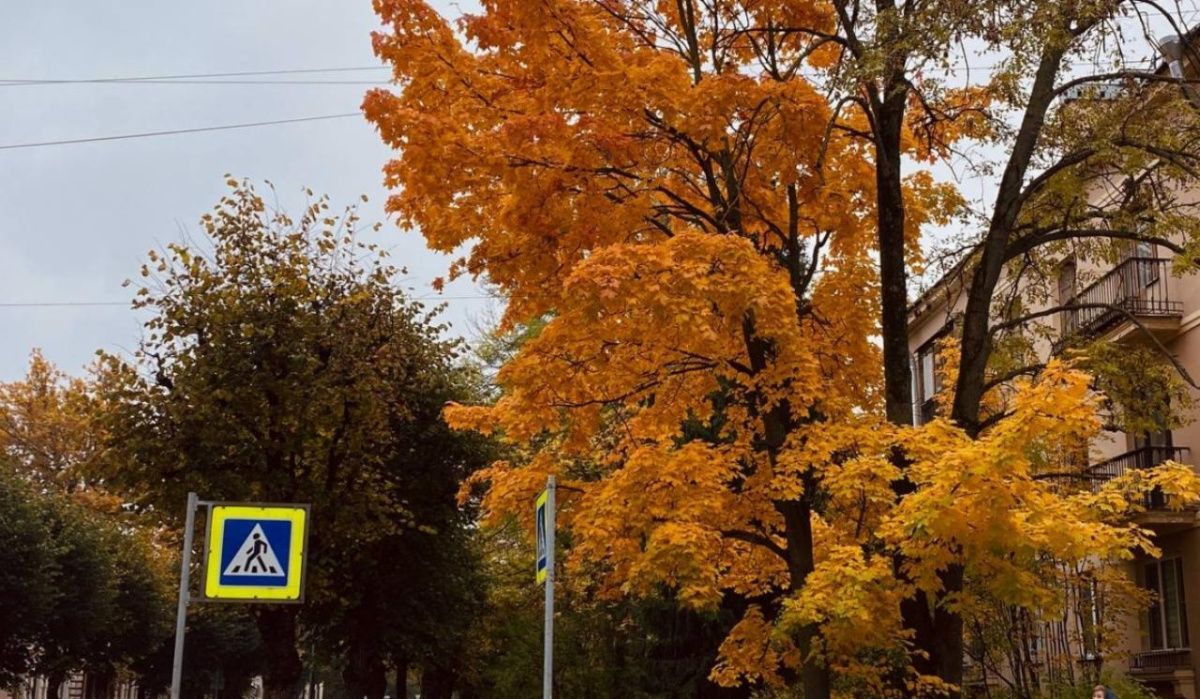 &quot;Бабье лето&quot; в Петербурге задерживается