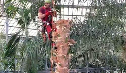 Спасённую в годы блокады пальму удалили в Ботаническом саду Санкт-Петербурга