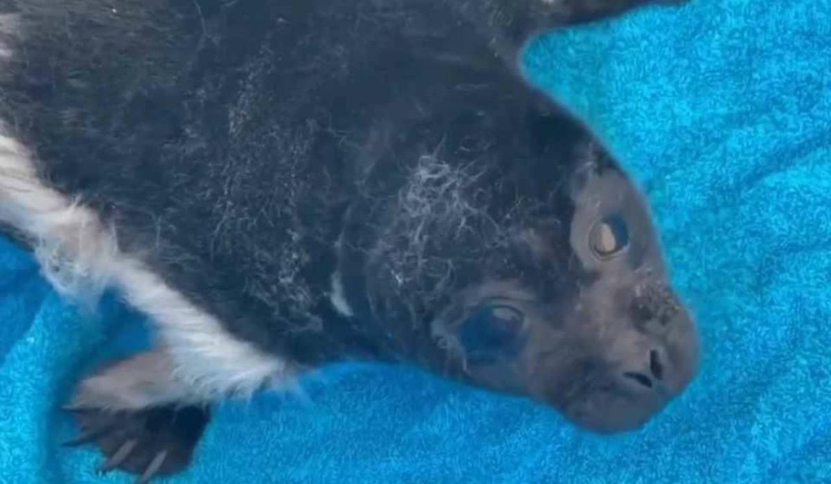 Ещё одного детеныша нерпы спасли на бергу Ладоги