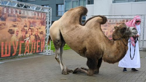 Верблюд Пуня посетил презентацию фильма «Шугалей-3»
