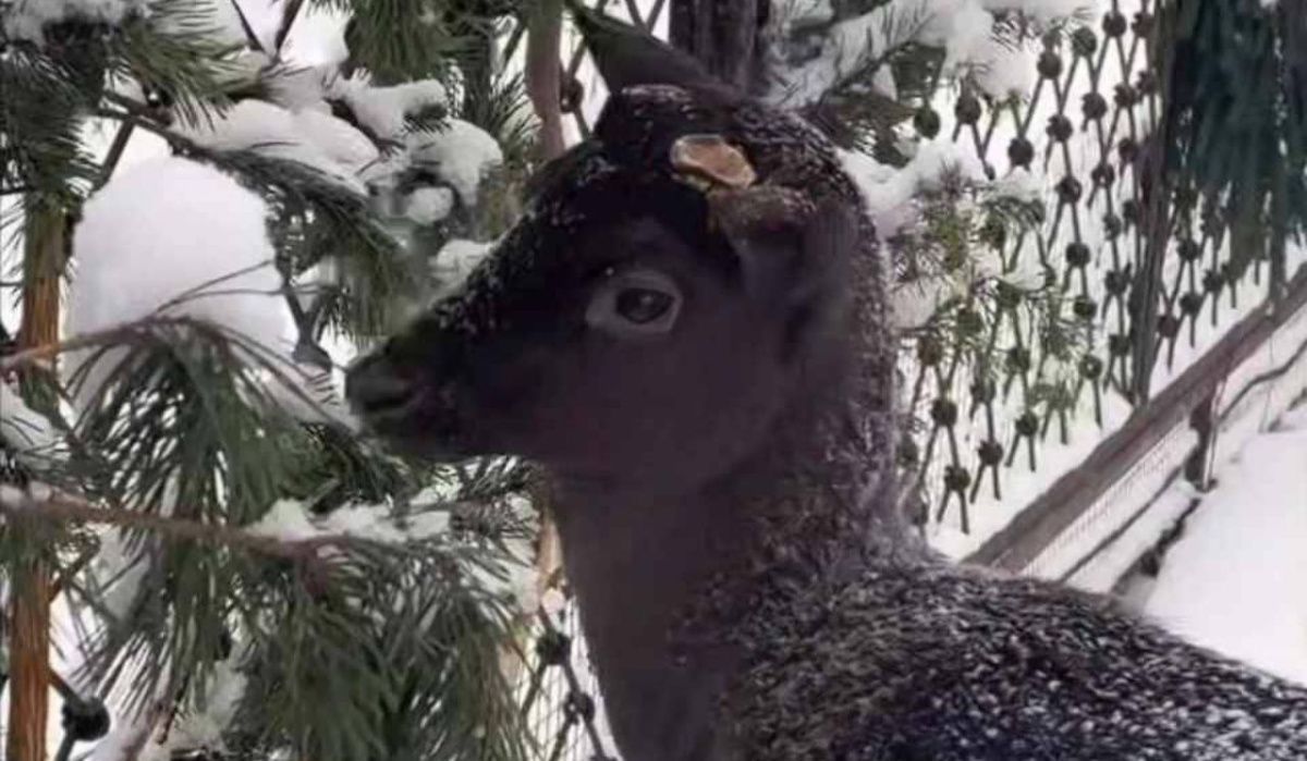 В Ленинградском зоопарке появился редкий обитатель