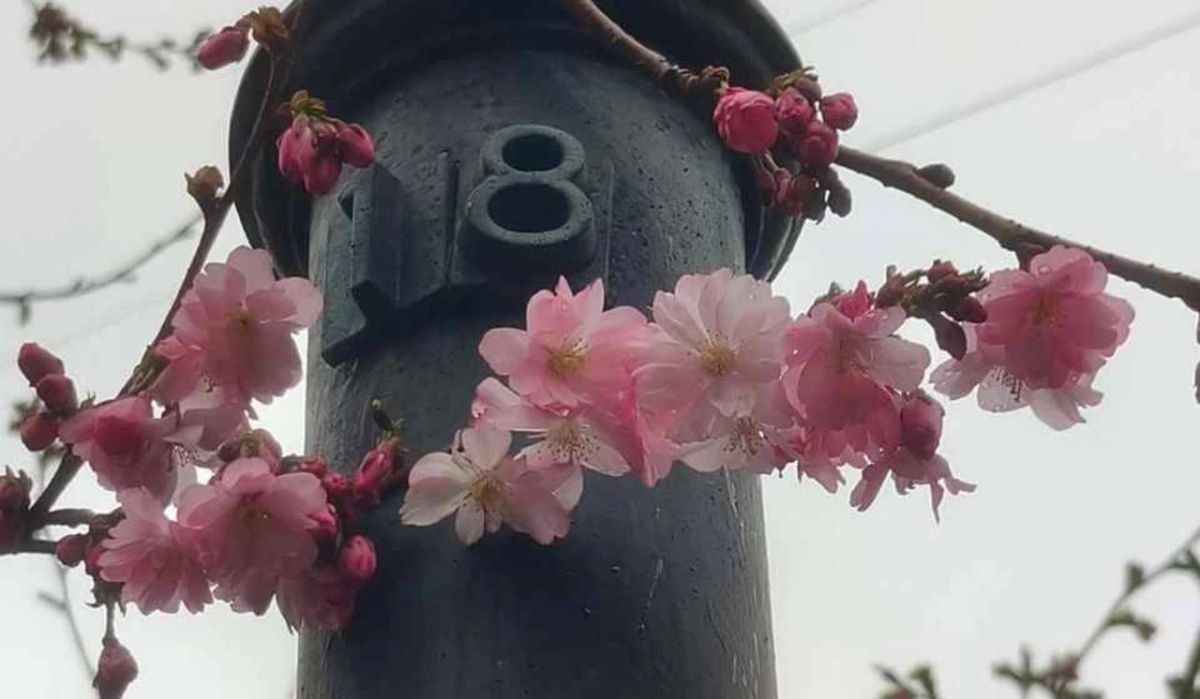 В Петербурге зацвела первая сакура