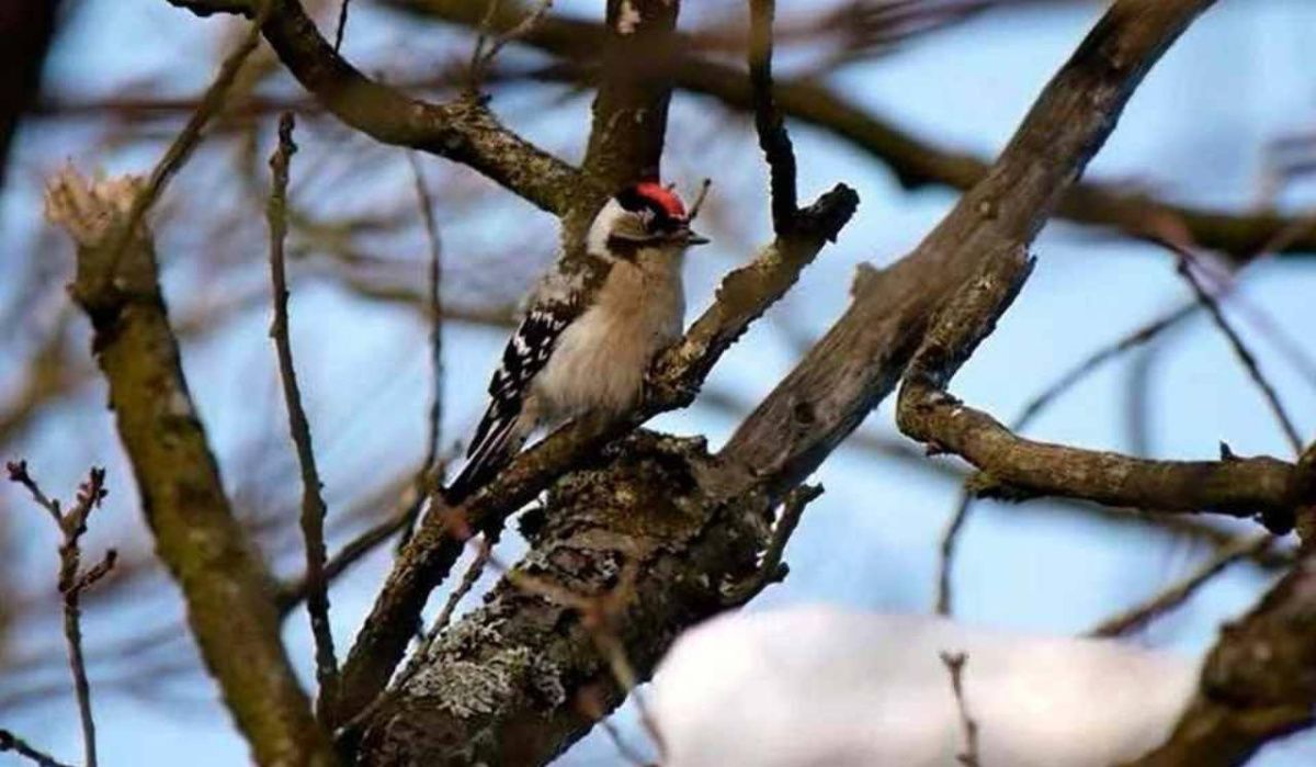 Пернатый синоптик предсказал Петербургу жаркое лето