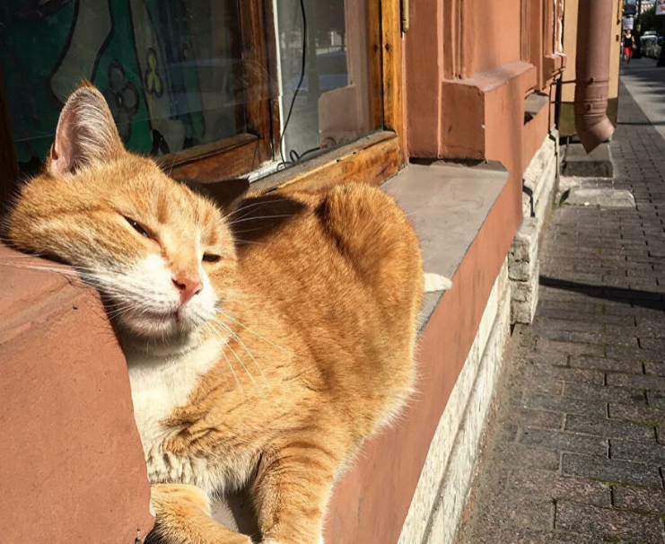 Знаменитый кот Рыжик из Петербурга умер в счастливой старости