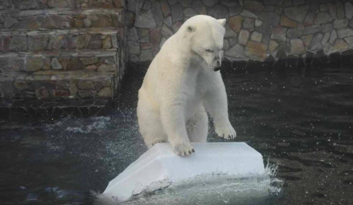 Ленинградский зоопарк переходит на весенний режим работы