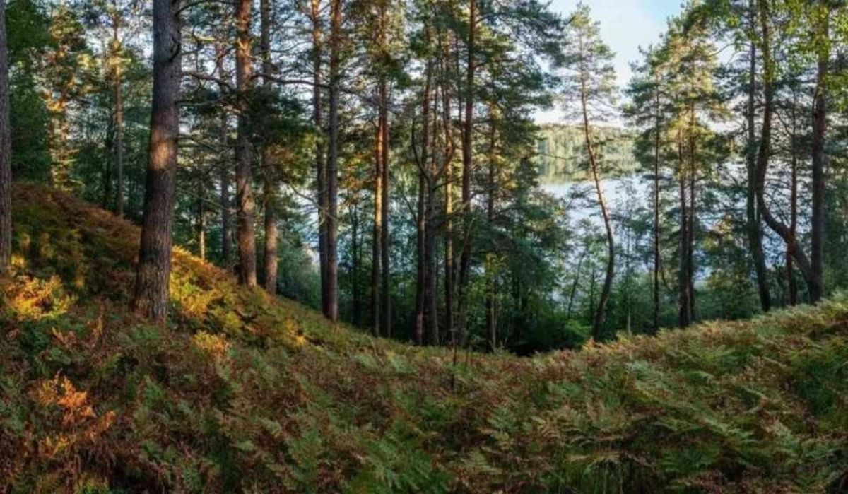 Охранная зона появится вокруг памятника природы на реке Оредеж Ленобласти