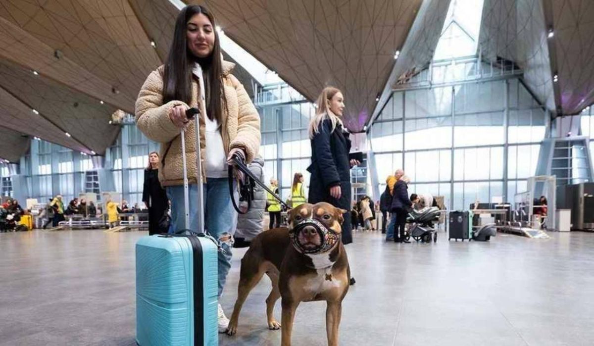 Более 3 тыс. питомцев прошли контроль в Пулково в 2025 году