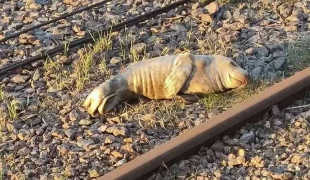 Пограничники Ленобласти спасли умирающего новорожденного тюленя