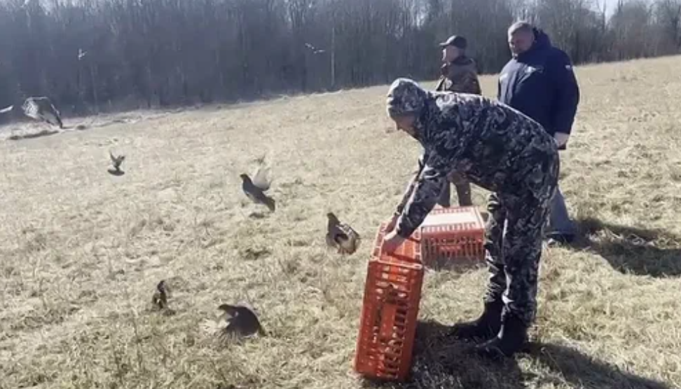 В Гатчинском районе Ленобласти выпустили редких серых куропаток