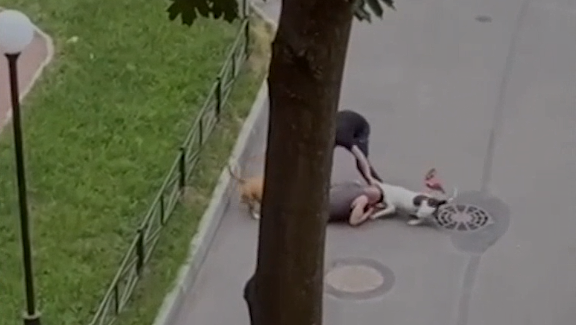 Петербуржец прикрыл собой собаку от агрессивных бойцовых псов