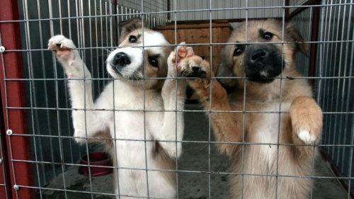 В Петербурге создадут первый государственный приют для бездомных животных