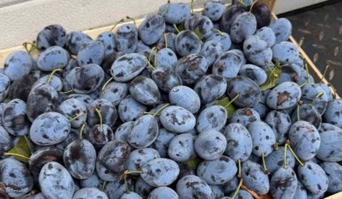 В порту Петербурга обнаружили пять партий зараженных слив из Чили