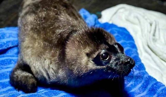 В Петербурге стартовал сезон спасения детенышей нерп