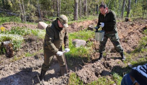 Более 60 гектаров леса высадили за один день в Ленинградской области