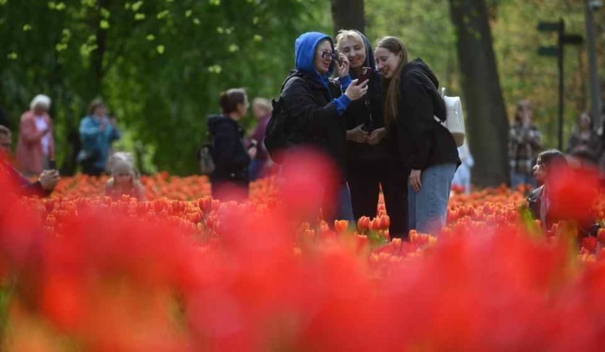 На Елагином острове высадили рекордные 226 тысяч тюльпанов