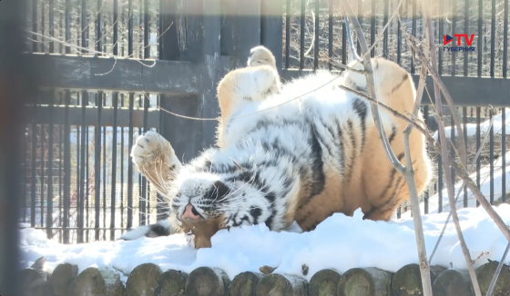 Тигрята Виолы из Воронежа отправятся в Санкт-Петербургский зоопарк