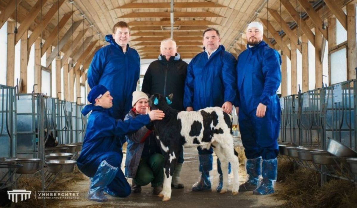 Петербургские ученые первыми вырастили теленка с заданным геном через ЭКО