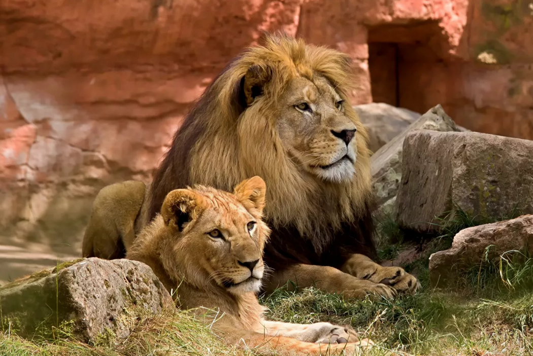 Ленинградский зоопарк показал видео отдыха пары львов во время локдауна