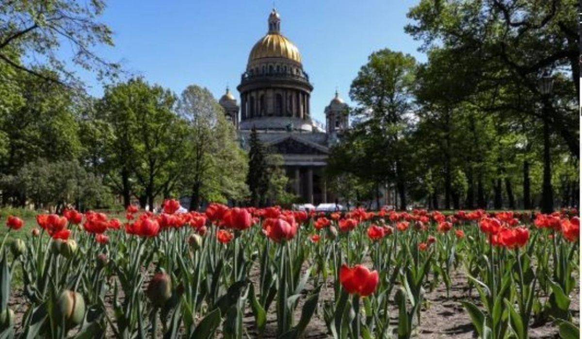 250 тысяч тюльпанов распустится в Петербурге этой весной