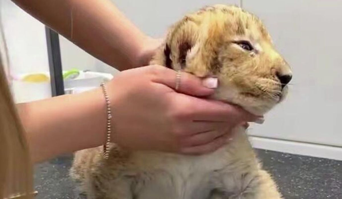 Росприроднадзор обратился в полицию из-за видео с львенком в Санкт-Петербурге