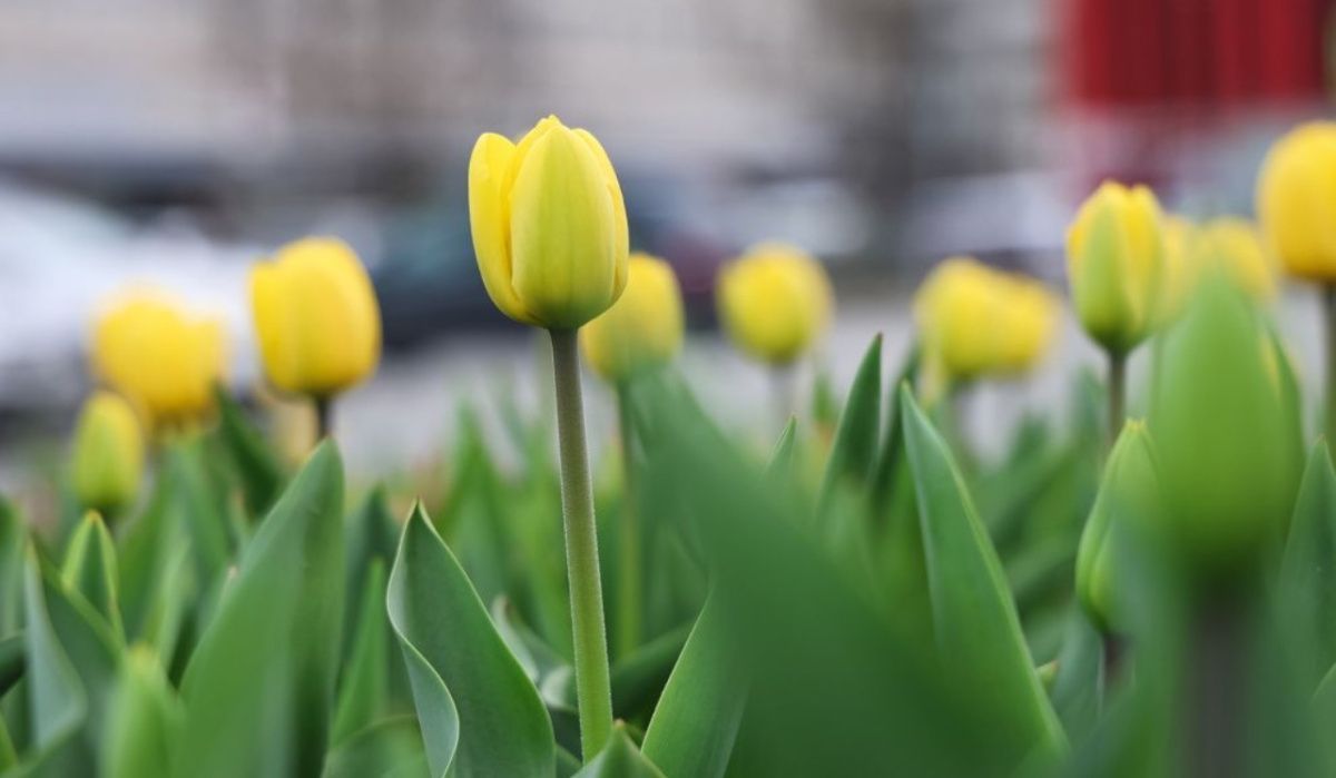 Тюльпаны на улицах Петербурга зацвели раньше обычного срока