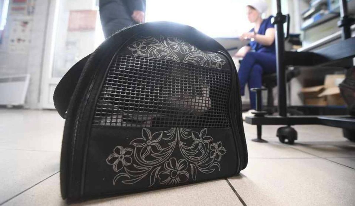 Авиакомпания выплатит 100 тыс. рублей за гибель кошки петербуржца в полете