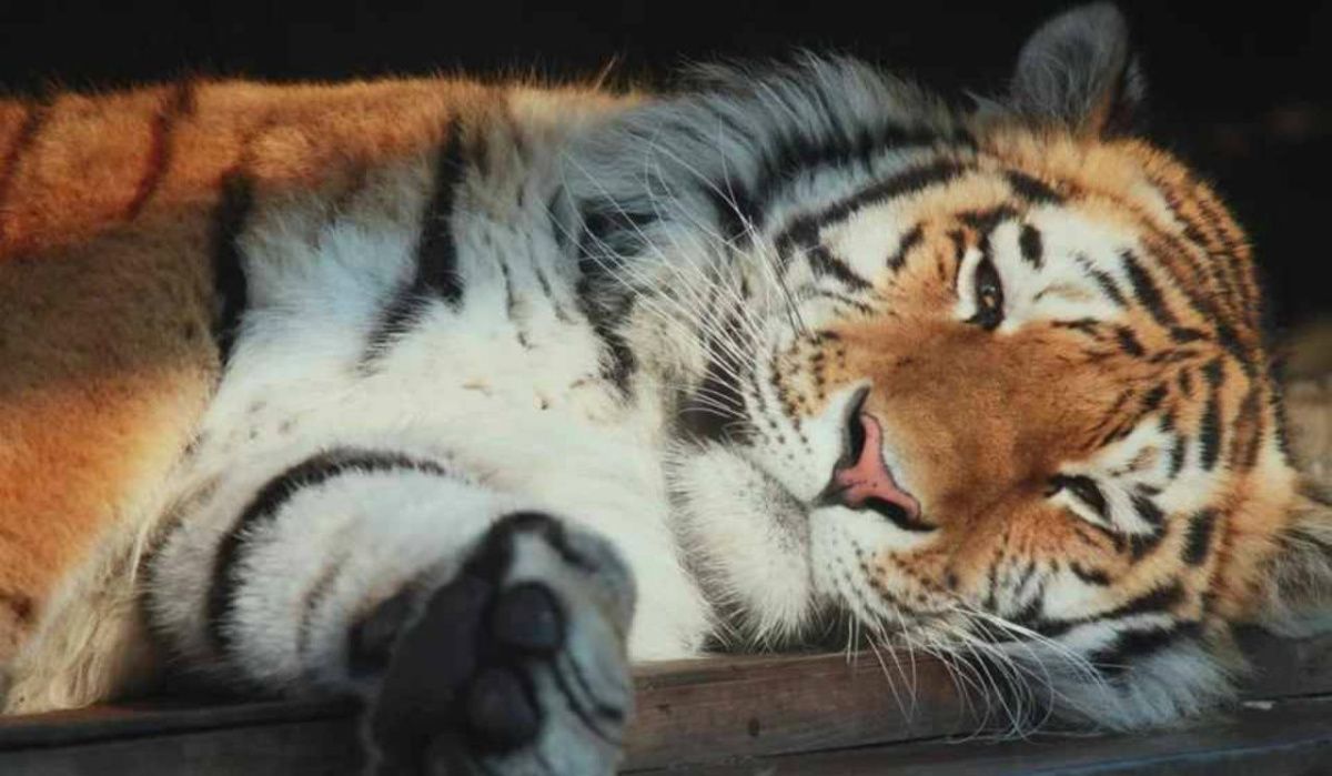 В Ленинградский зоопарк могут прибыть амурские тигры