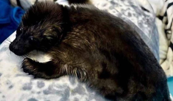 В Репино выхаживают трех малышек ладожской нерпы