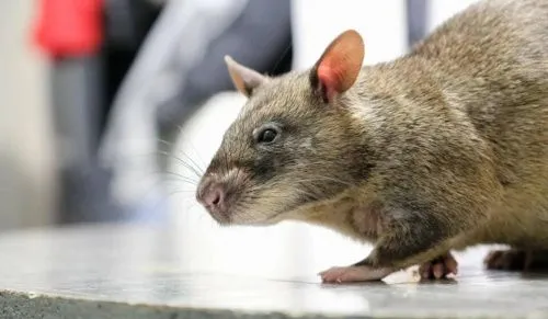 Полчища крыс поставили Петербург на грань экологической катастрофы