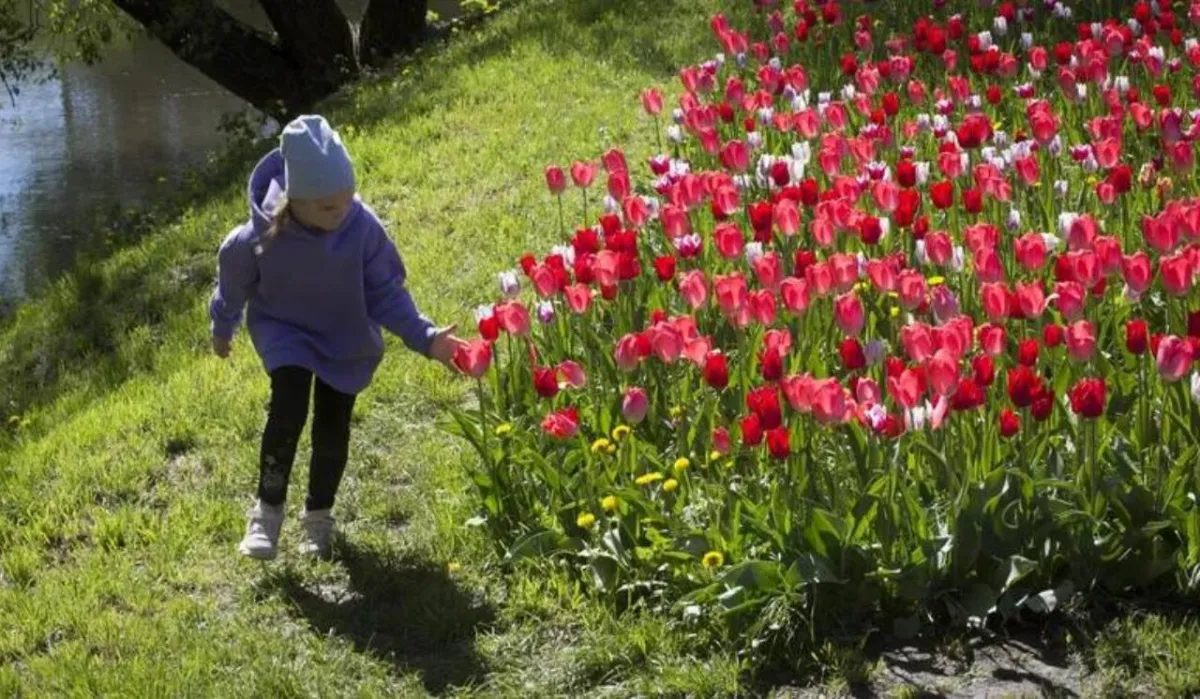 Петербургский парк пригласил детей на посадку тюльпанов