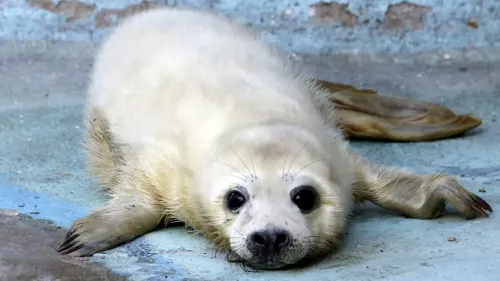 Двух детенышей тюленя спасли и направили на лечение в Петербурге