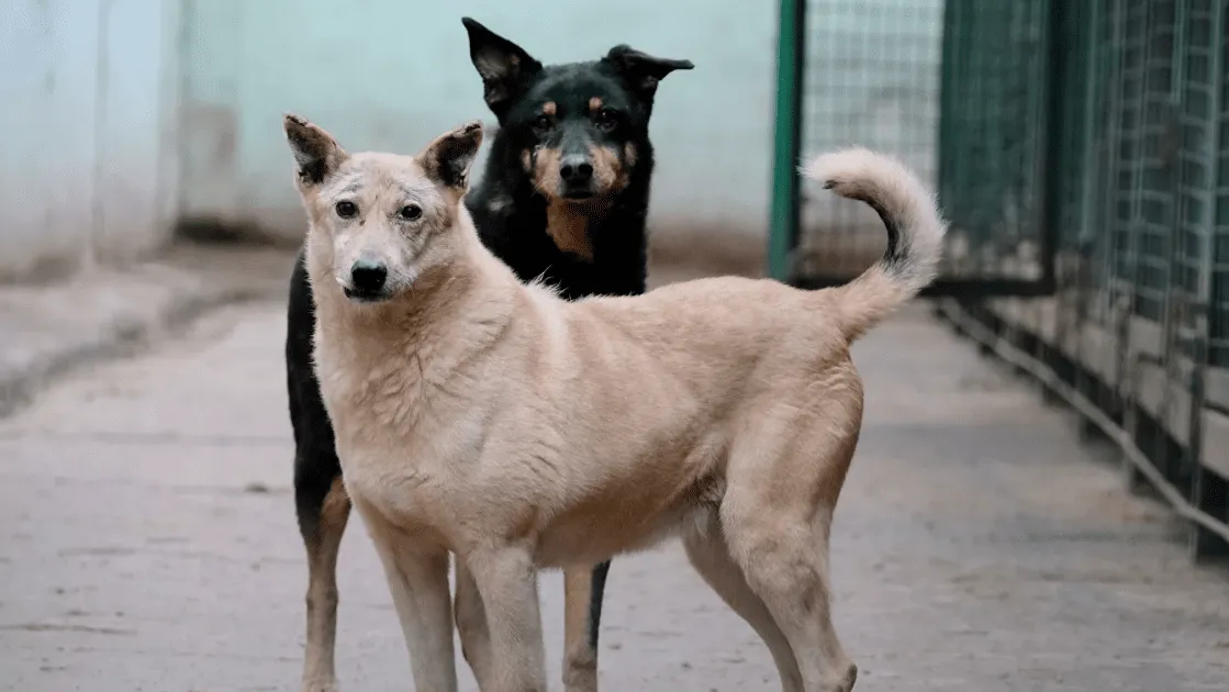 В Петербурге откроют 2 государственных приюта для животных