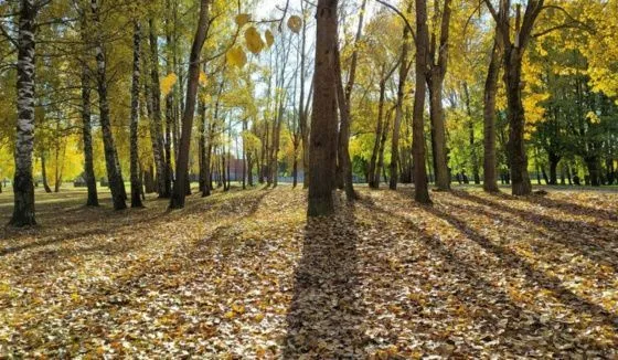 Синоптик Колесов пообещал теплый сентябрь в Петербурге