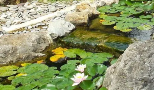 В Питерском Ботаническом саду открывается Водная оранжерея