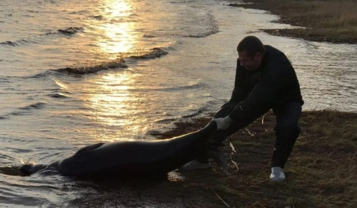 Стали известны причины гибели тюленей в Петерубрге