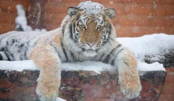В Ленинградском зоопарке рассказали, как Зевс переносит холода