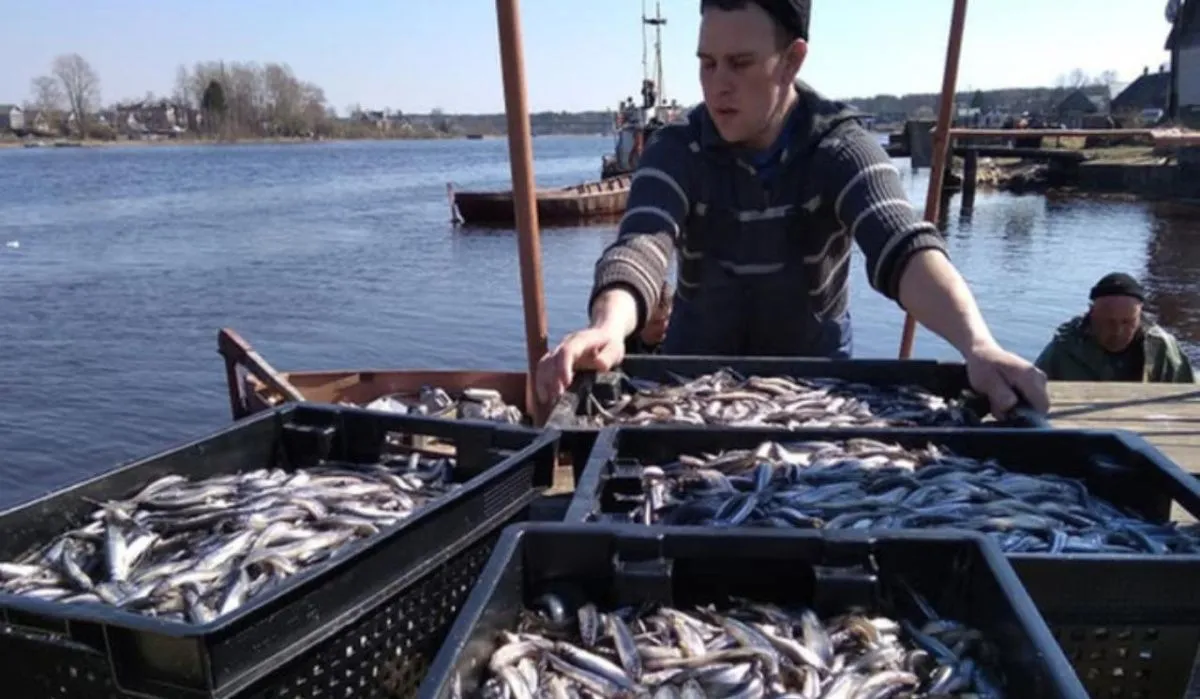 На 24 % за год выросла добыча рыбы в Ленобласти