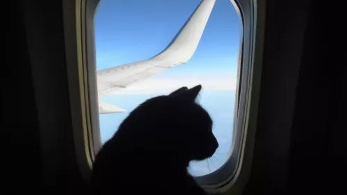 Авиаперевозчик рассказал о драке собаки и кошки в самолёте